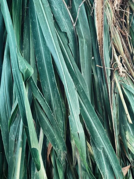 Primo Piano Vetiver Verde Foglie Sfondo Consistenza — Foto Stock