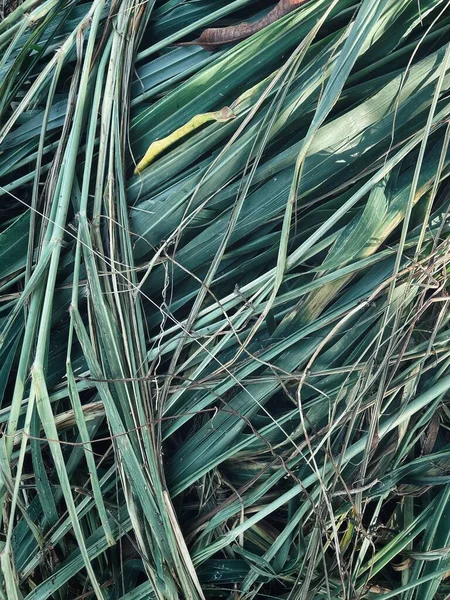 Primo Piano Vetiver Verde Foglie Sfondo Consistenza — Foto Stock