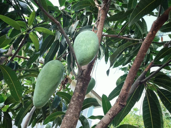 Mango Ovoce Zelené Listy Stromě Zahradě — Stock fotografie