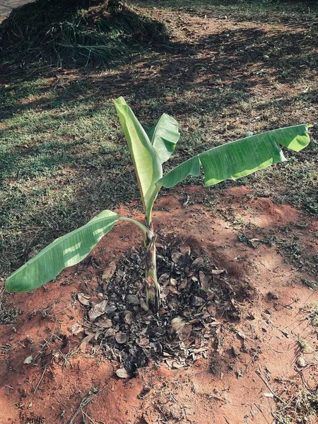 Gros Plan Bananière Sur Sol Dans Jardin — Photo