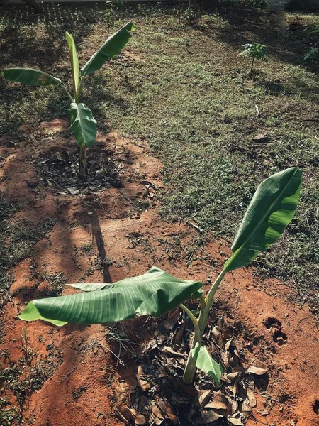 Close Banana Plant Soil Garden — Stock Photo, Image