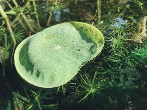 Beautiful Lotus Green Tropical Leaves Plant Background Texture — Stock Photo, Image