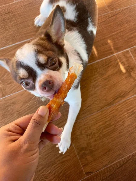 Bonito Cão Chihuahua Branco Animal Estimação Comer Alimentos Secos — Fotografia de Stock