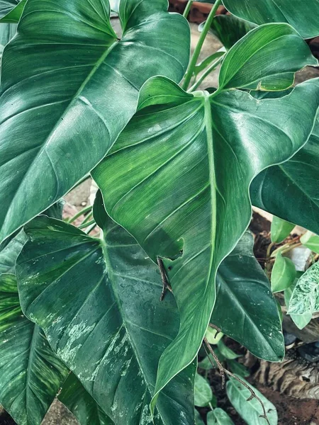 Mooi Van Groene Tropische Bladeren Plant Achtergrond Textuur — Stockfoto