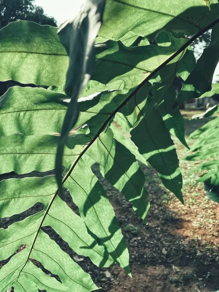 Mooi Van Varens Groene Tropische Bladeren Plant Achtergrond Textuur — Stockfoto