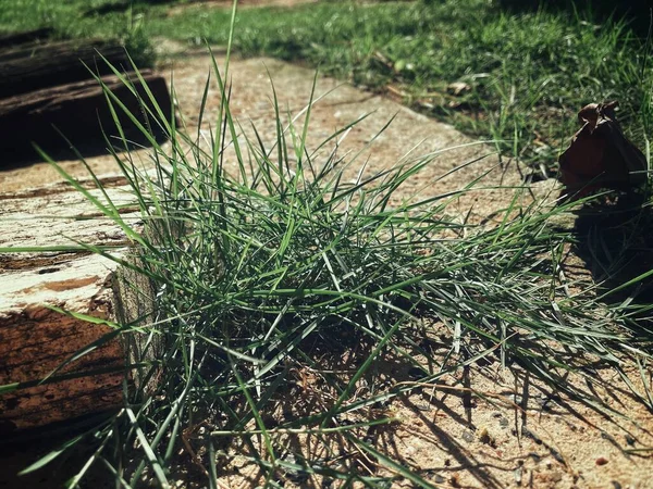 Fresh Green Grass Plant Nature Background Texture — Stock Photo, Image