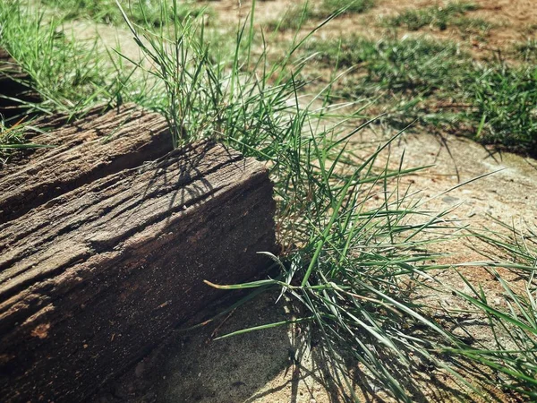 Fresh Green Grass Plant Nature Background Texture — Stock Photo, Image