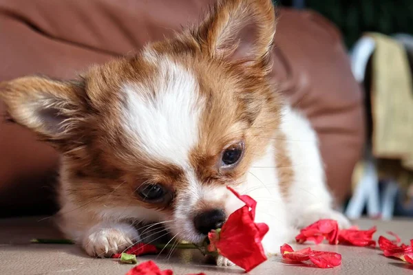 可愛いですホワイトChihuahua子犬犬ペット動物と赤バラ — ストック写真