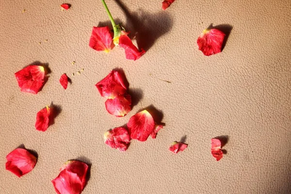 Hermosa Pétalos Rojos Pétalos Flor Rosa Sobre Fondo Marrón —  Fotos de Stock