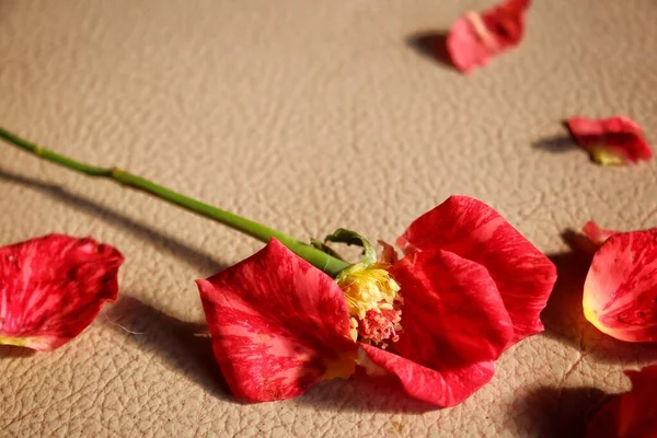 Piękne Czerwone Płatki Różane Płatki Kwiatów Brązowym Tle — Zdjęcie stockowe