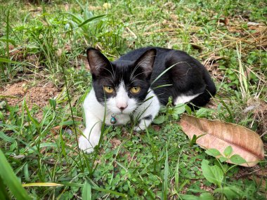 Bahçedeki siyah kedinin sarı gözü