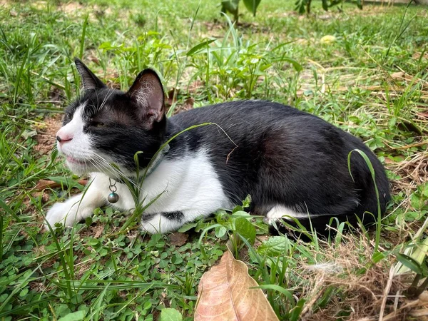 Belle Chat Noir Oeil Jaune Dans Jardin — Photo