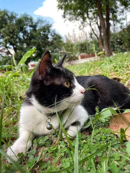 Hermosa Gato Negro Ojo Amarillo Jardín — Foto de Stock