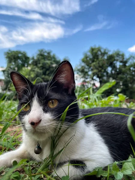 정원에 고양이의 아름다운 — 스톡 사진