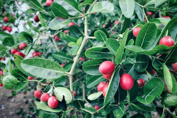 Krásné Zázračné Ovoce Zelené Listy Stromě — Stock fotografie