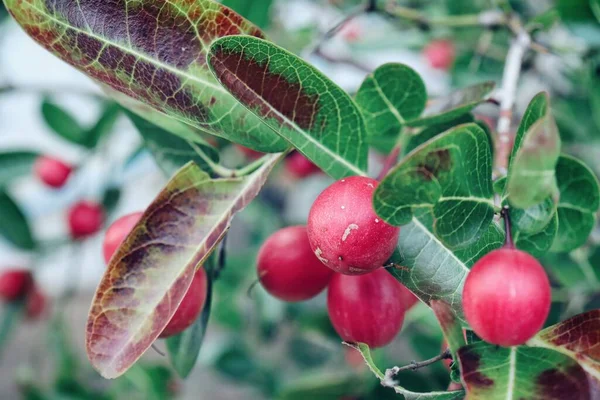 Krásné Zázračné Ovoce Zelené Listy Stromě — Stock fotografie