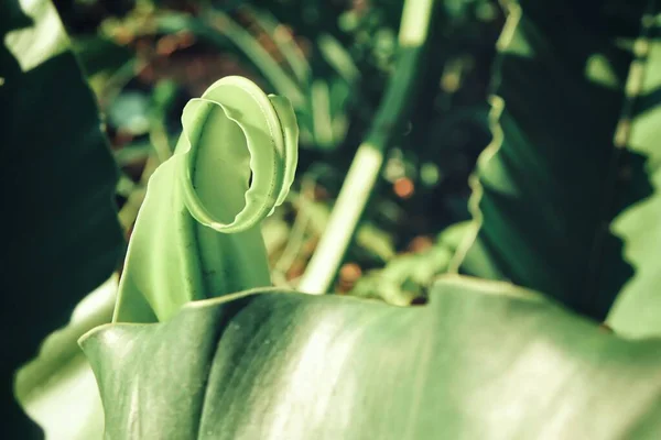 美丽的热带绿叶植物背景或质感 — 图库照片