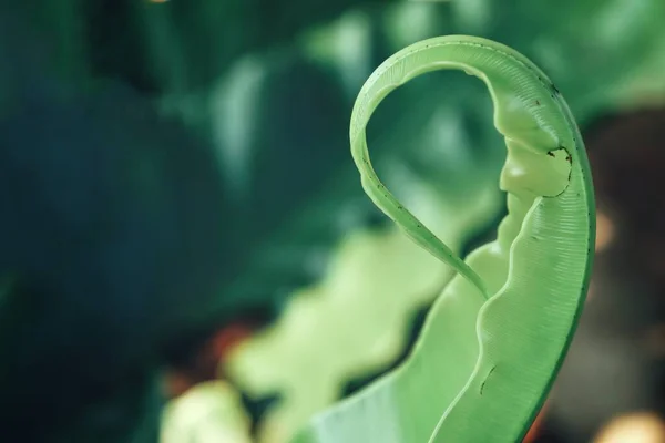 緑の熱帯の葉の美しい植物の背景や質感 — ストック写真