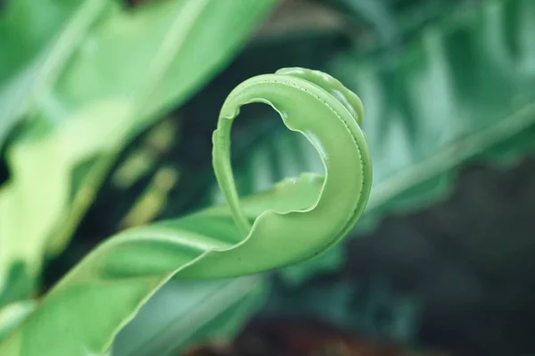 Vacker Gröna Tropiska Blad Växt Bakgrund Eller Konsistens — Stockfoto