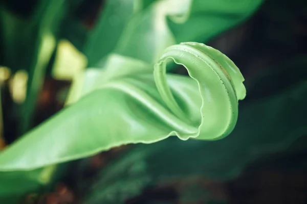 Belo Folhas Tropicais Verdes Planta Fundo Textura — Fotografia de Stock
