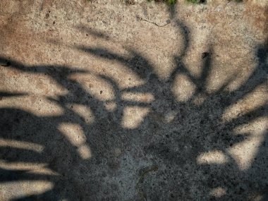 Bitkinin gölgesi gri arkaplan dokusunda tropik yapraklar bırakır