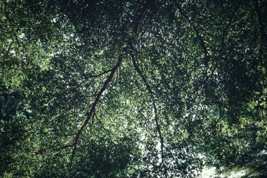 Ormanda tropik yeşil yaprakların güzelliği