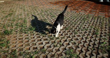 Bahçesinde gölgesi olan kara kedinin güzelliği