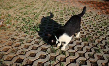 Bahçesinde gölgesi olan kara kedinin güzelliği