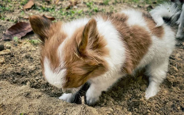 Roztomilý Bílý Hnědý Chihuahua Pes Domácí Zvíře — Stock fotografie