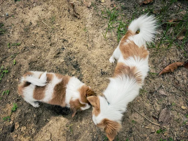 Schattig Van Witte Bruine Chihuahua Hond Huisdier — Stockfoto