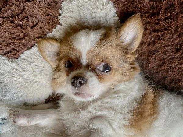 Schattig Van Witte Bruine Chihuahua Hond Huisdier — Stockfoto