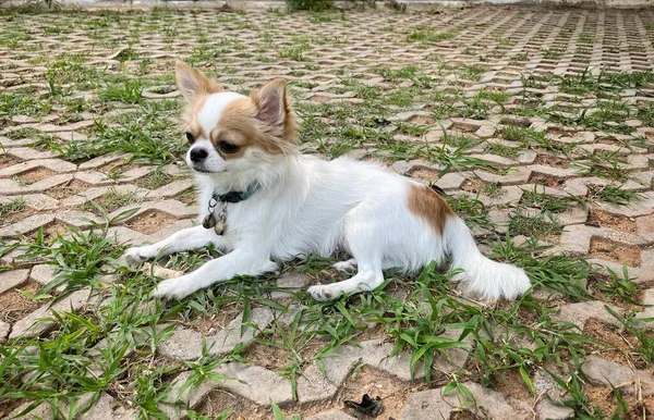 Schattig Van Witte Bruine Chihuahua Hond Huisdier — Stockfoto