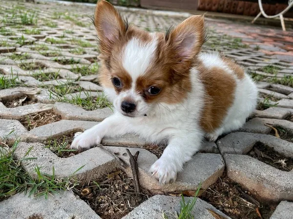 Bonito Animal Estimação Cão Chihuahua Branco Marrom — Fotografia de Stock