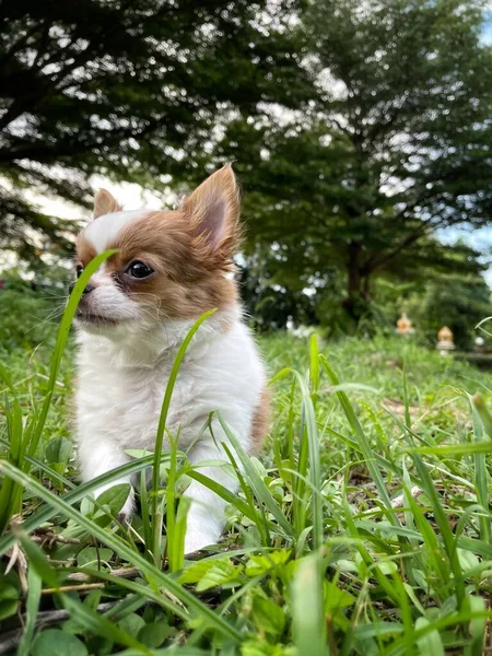 Niedlich Von Weißen Und Braunen Chihuahua Hund Haustier — Stockfoto