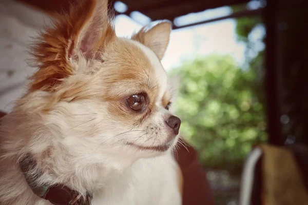 Cute White Brown Chihuahua Dog Pet Animal — Stock Photo, Image