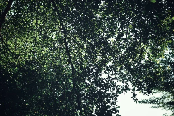 Piękne Gałęzi Zielonych Liści Tropikalnych Lesie — Zdjęcie stockowe