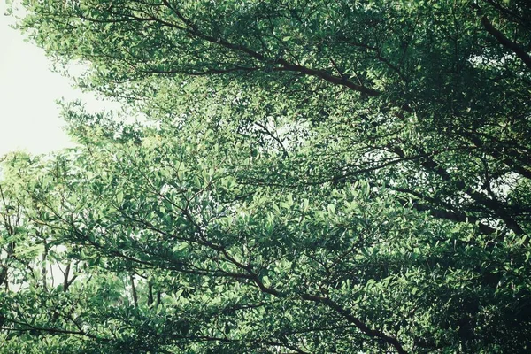 森の中の枝の緑の葉の熱帯の美しい — ストック写真