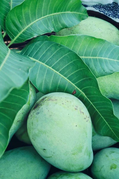 Närbild Grön Mango Tropisk Frukt Och Blad — Stockfoto