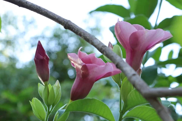 Close Purple Flower Leaves Tree — Stock Photo, Image