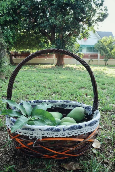 Bahçedeki Sepette Yeşil Mango Tropikal Meyvesi — Stok fotoğraf