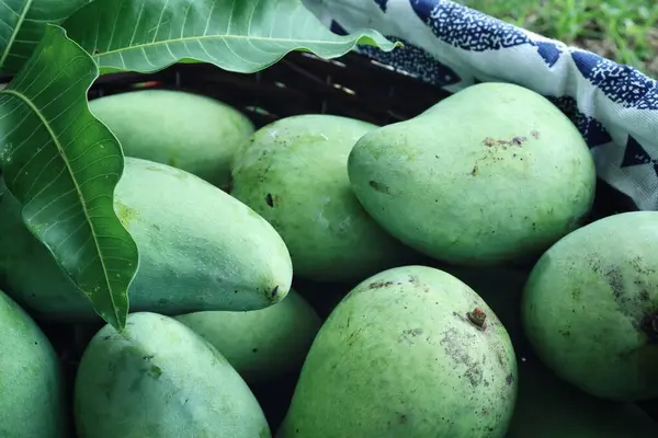 Närbild Grön Mango Tropisk Frukt Korgen — Stockfoto