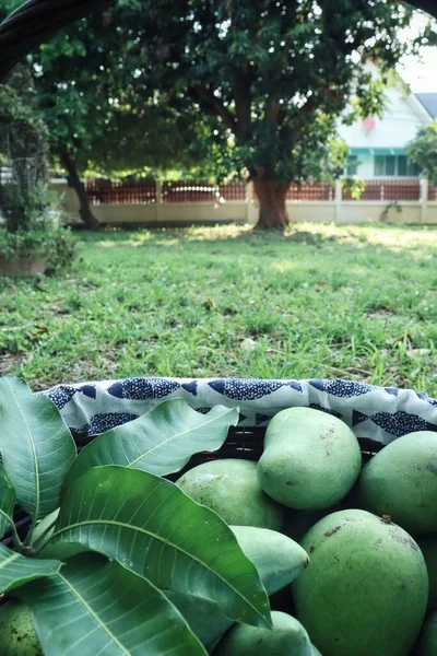 Zelené Mango Tropické Ovoce Koši Zahradě — Stock fotografie