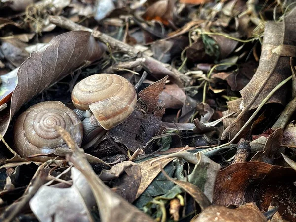 Close French Snail Dried Leaves Background — Stock Photo, Image