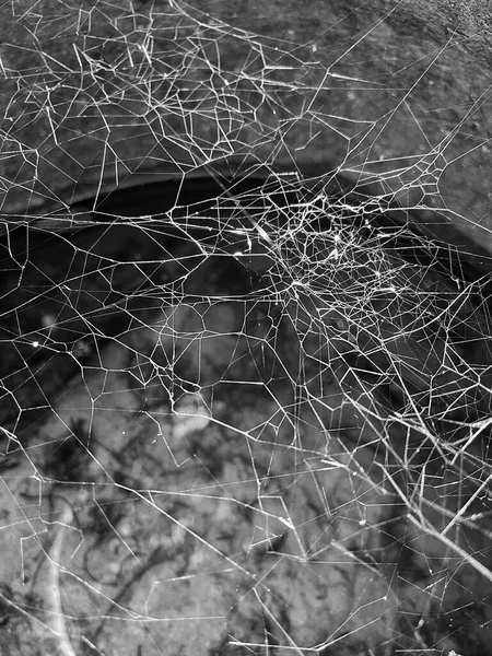 Örümcek Ağına Siyah Beyaz Güneş Işığına Yaklaş — Stok fotoğraf