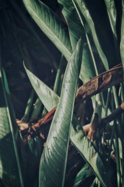 Yeşil tropikal yaprakların güzelliği bitki su damlası arkaplanı ya da dokusu