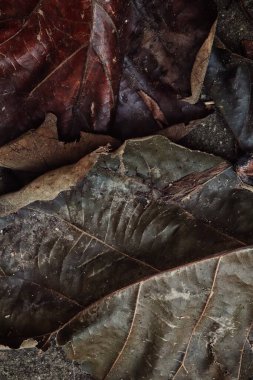 Kahverengi kurumuş yaprakların güzelliği arka plan ya da doku