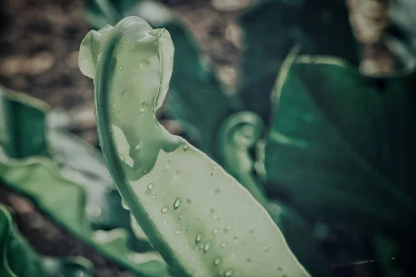 Mooi Van Groene Tropische Bladeren Plant Water Druppel Achtergrond Textuur — Stockfoto