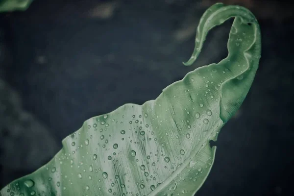 Hermosa Hojas Tropicales Verdes Planta Adn Agua Gota Fondo Textura — Foto de Stock