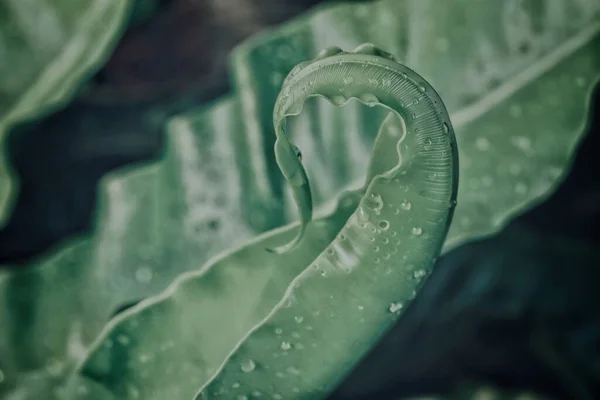 Piękne Zielone Liście Tropikalne Roślin Wody Kropli Tła Lub Tekstury — Zdjęcie stockowe