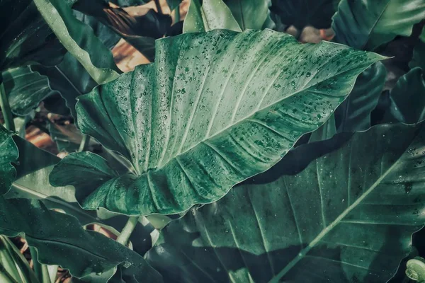 美丽的热带绿叶植物 水滴背景或质感 — 图库照片